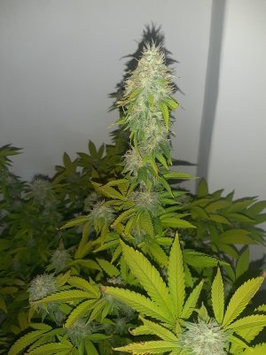 20221213_104334.jpg 20221213_104334.jpg