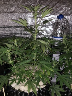 IMG_7392.JPG IMG_7392.JPG