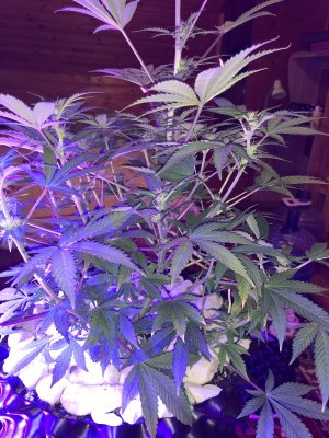 IMG_7384.JPG IMG_7384.JPG