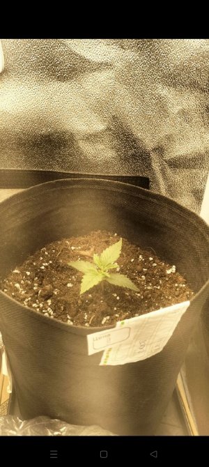 Screenshot_2022-12-15-15-33-02-96_2a93b53b64b3a8a736f3f377683d4b35.jpg Screenshot_2022-12-15-15-33-02-96_2a93b53b64b3a8a736f3f377683d4b35.jpg