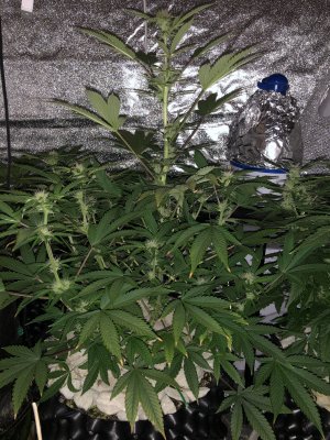 IMG_7411.JPG IMG_7411.JPG