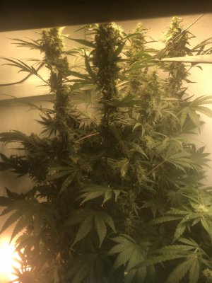 9A6F1FBE-CD8A-426C-A277-46E270C8E5AF.jpeg 9A6F1FBE-CD8A-426C-A277-46E270C8E5AF.jpeg