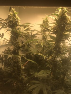 69CB3897-7262-4818-BA94-9E88E75198A5.jpeg 69CB3897-7262-4818-BA94-9E88E75198A5.jpeg