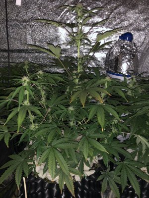 IMG_7444.JPG IMG_7444.JPG