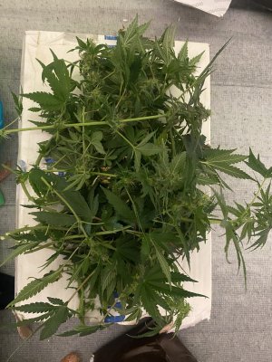 29F35A2B-B388-4FE7-8494-94AC5055754F.jpeg 29F35A2B-B388-4FE7-8494-94AC5055754F.jpeg