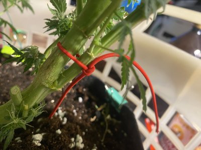 EBCE74F2-AD3F-4A61-9E5E-55F504DEED7E.jpeg EBCE74F2-AD3F-4A61-9E5E-55F504DEED7E.jpeg