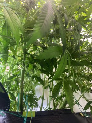 522299F4-F02B-410F-83DF-5E9794FB2A44.jpeg 522299F4-F02B-410F-83DF-5E9794FB2A44.jpeg