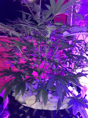 IMG_7455.JPG IMG_7455.JPG