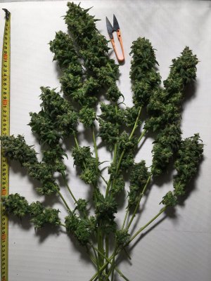 IMG_7887.JPG IMG_7887.JPG