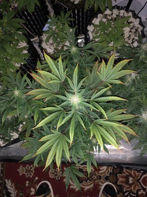 IMG_7492.JPG IMG_7492.JPG