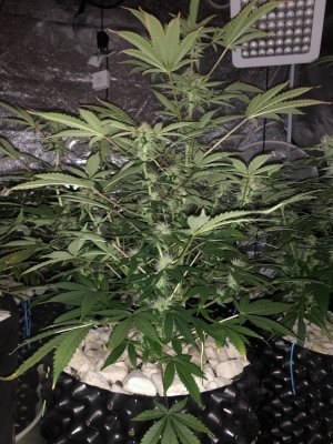 IMG_7490.JPG IMG_7490.JPG