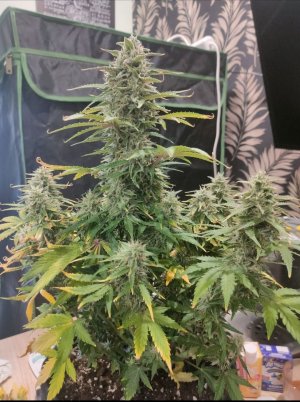 IMG_20221230_123110.jpg IMG_20221230_123110.jpg