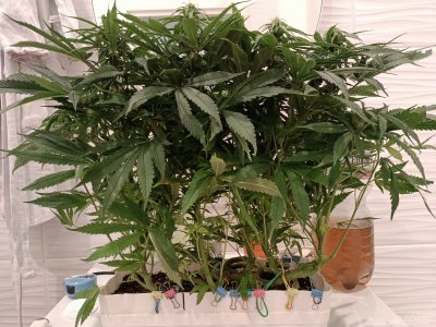 imgonline-com-ua-dexifHYpVCI78x9Vx.jpg.f323313d198d6ff29858221116b3a3ed.jpg imgonline-com-ua-dexifHYpVCI78x9Vx.jpg.f323313d198d6ff29858221116b3a3ed.jpg