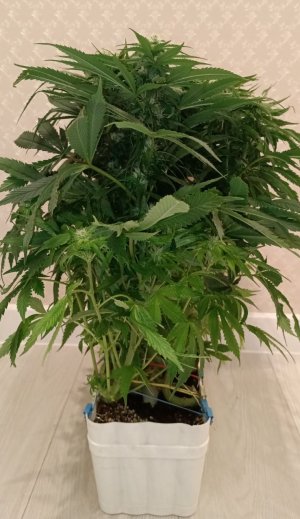 imgonline-com-ua-dexifGWDaP6s39uwp.jpg imgonline-com-ua-dexifGWDaP6s39uwp.jpg