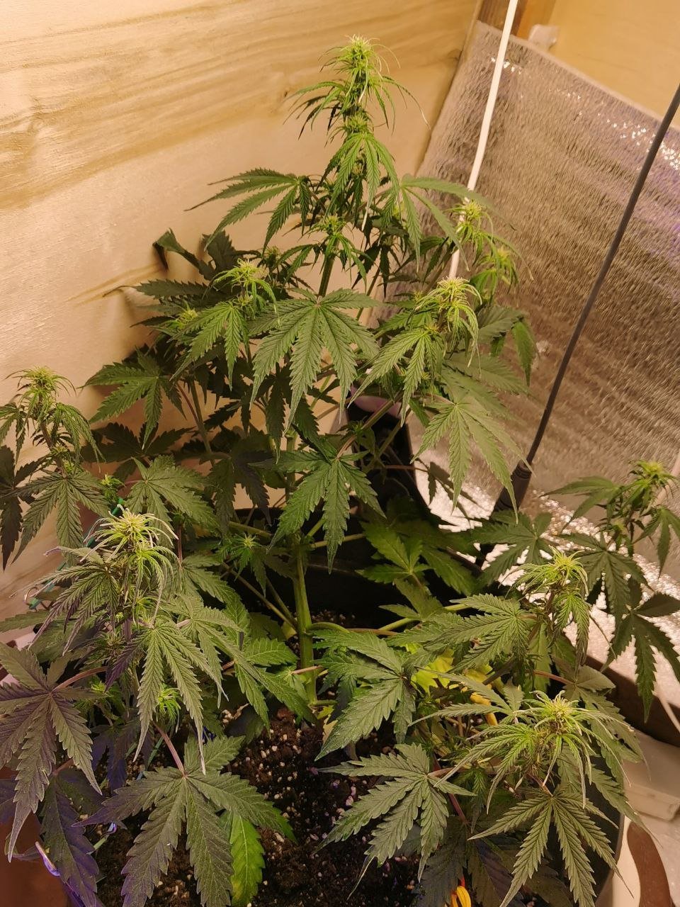 38 — копия.jpg