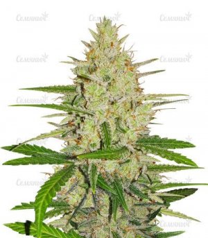 sort-Runtz-xl-auto-sweet-seeds.jpg