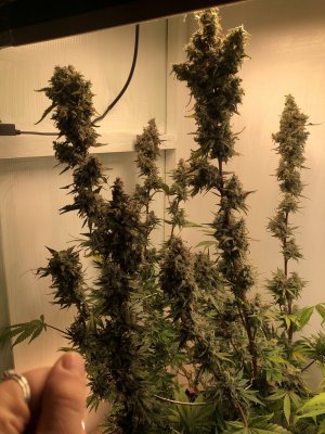 381020FB-4B73-4197-8D82-85C6D3074215.jpeg 381020FB-4B73-4197-8D82-85C6D3074215.jpeg