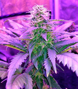 1625334992758.png 1625334992758.png