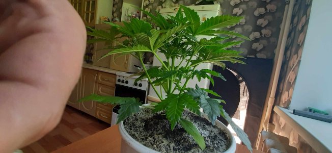 20210704_103845_compress18.jpg 20210704_103845_compress18.jpg