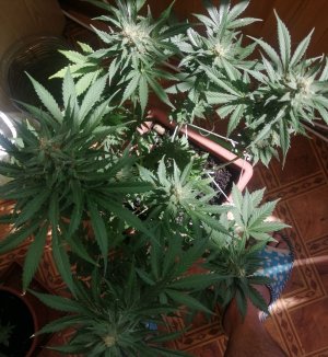 IMG_20210704_103727.jpg IMG_20210704_103727.jpg