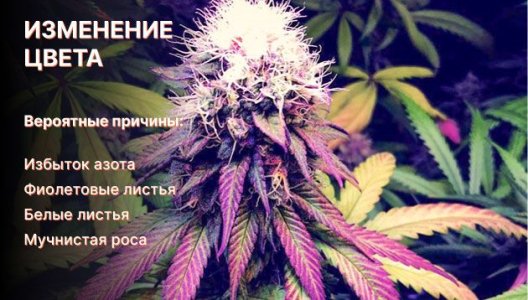 Изменение цвета листьев конопли