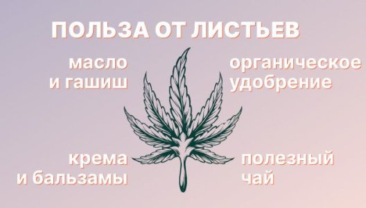 Что сделать из листьев конопли