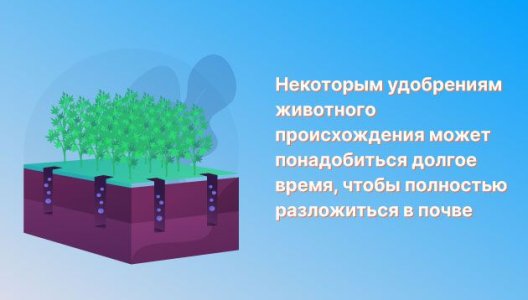 Удобрения для марихуаны при выращивании в аутдоре