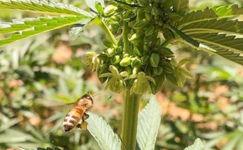 Опыление конопли Опыление конопли