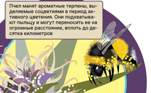 Опыление конопли в природе Опыление конопли в природе