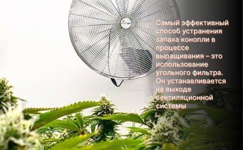 Как избавиться от запаха конопли при выращивании