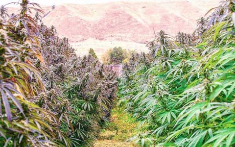 Лучшие места для выращивания конопли в аутдоре Лучшие места для выращивания конопли в аутдоре