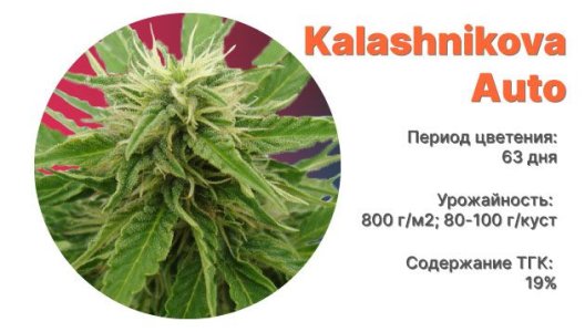 Сорт конопли Kalashnikova Auto