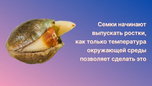 Семена конопли в естественной среде