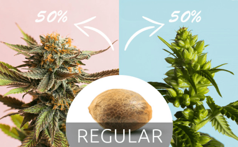 ТОП регулярных сортов конопли