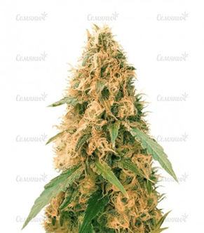 1626267328503.png 1626267328503.png