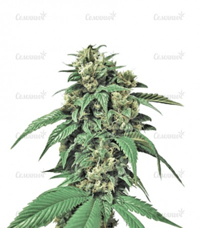 1626725798558.png 1626725798558.png