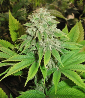 1626882242924.png 1626882242924.png