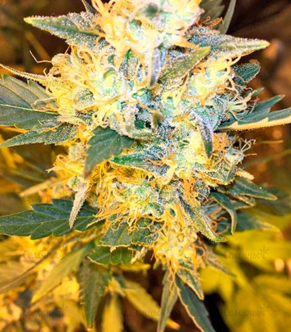 1626882283901.png 1626882283901.png