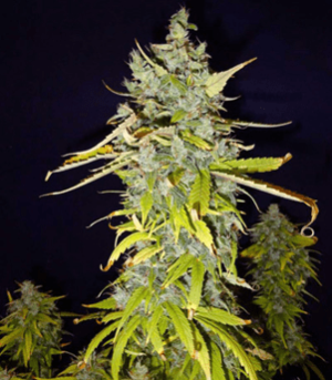 1626882382173.png 1626882382173.png