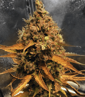 1627212934816.png 1627212934816.png