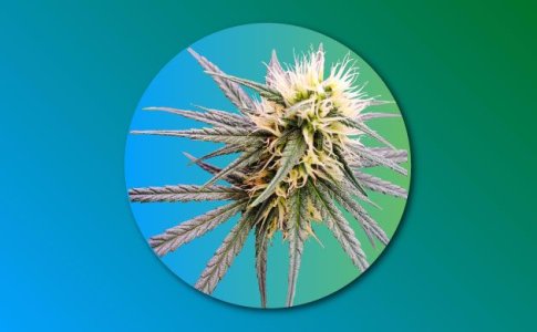 Конопля Сатива – особенности вида