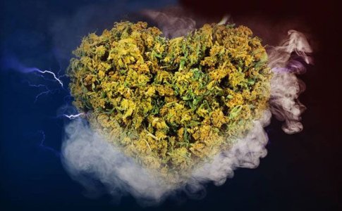 Подробно о шишках конопли Подробно о шишках конопли