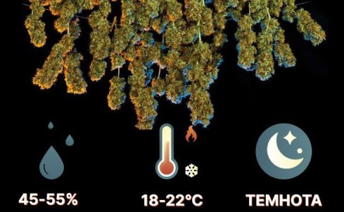 Сушка шишек конопли Сушка шишек конопли