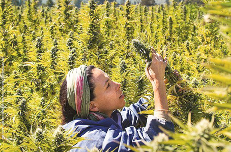 Подготовка к выращиванию автоцвета