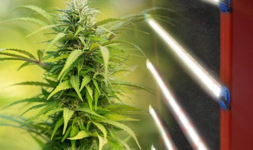 Освещение для конопли Освещение для конопли