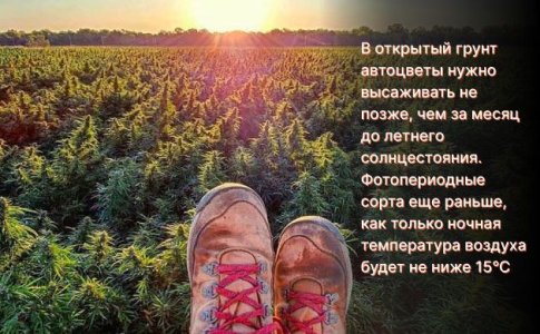 Освещение конопли в открытом грунте Освещение конопли в открытом грунте