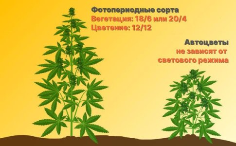 Световой режим конопли Световой режим конопли