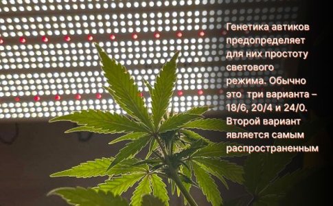 Освещение автоцветов