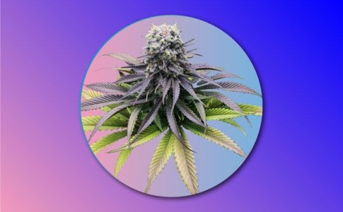 Конопля Индика – особенности вида Конопля Индика – особенности вида