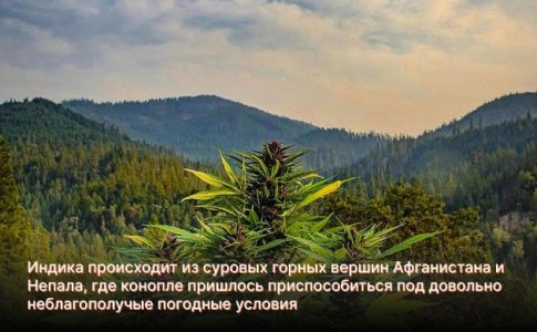 Родина конопли Индики Родина конопли Индики